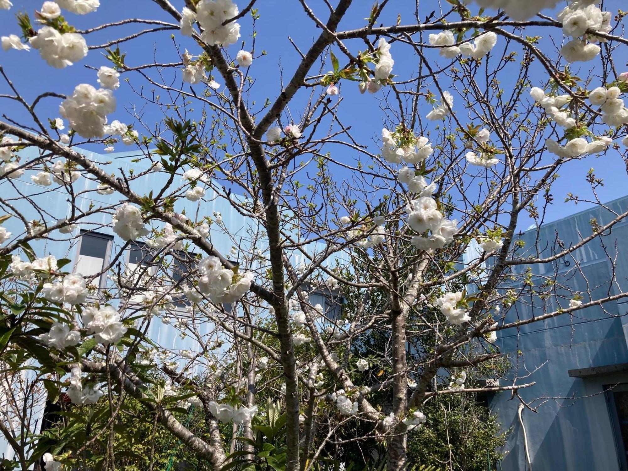 Narita Airport Samurai Hostel Kujukuri Exteriér fotografie